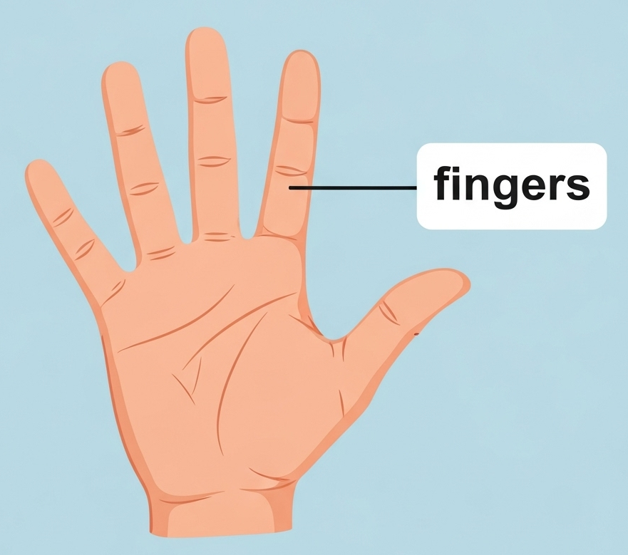 fingers
